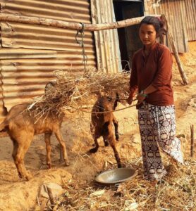 Suku and her goats