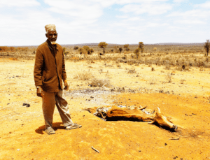 Photo shows an Ethiopian man standing near the emaciated carcass of a cow in an arid landscape.